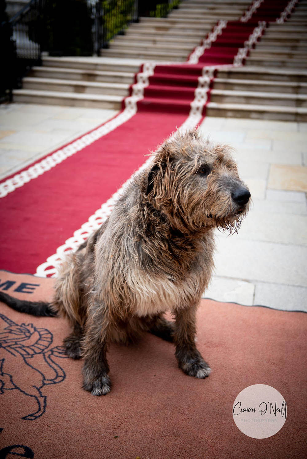 Oscar the Irish wolf hound from Cabra Castle
