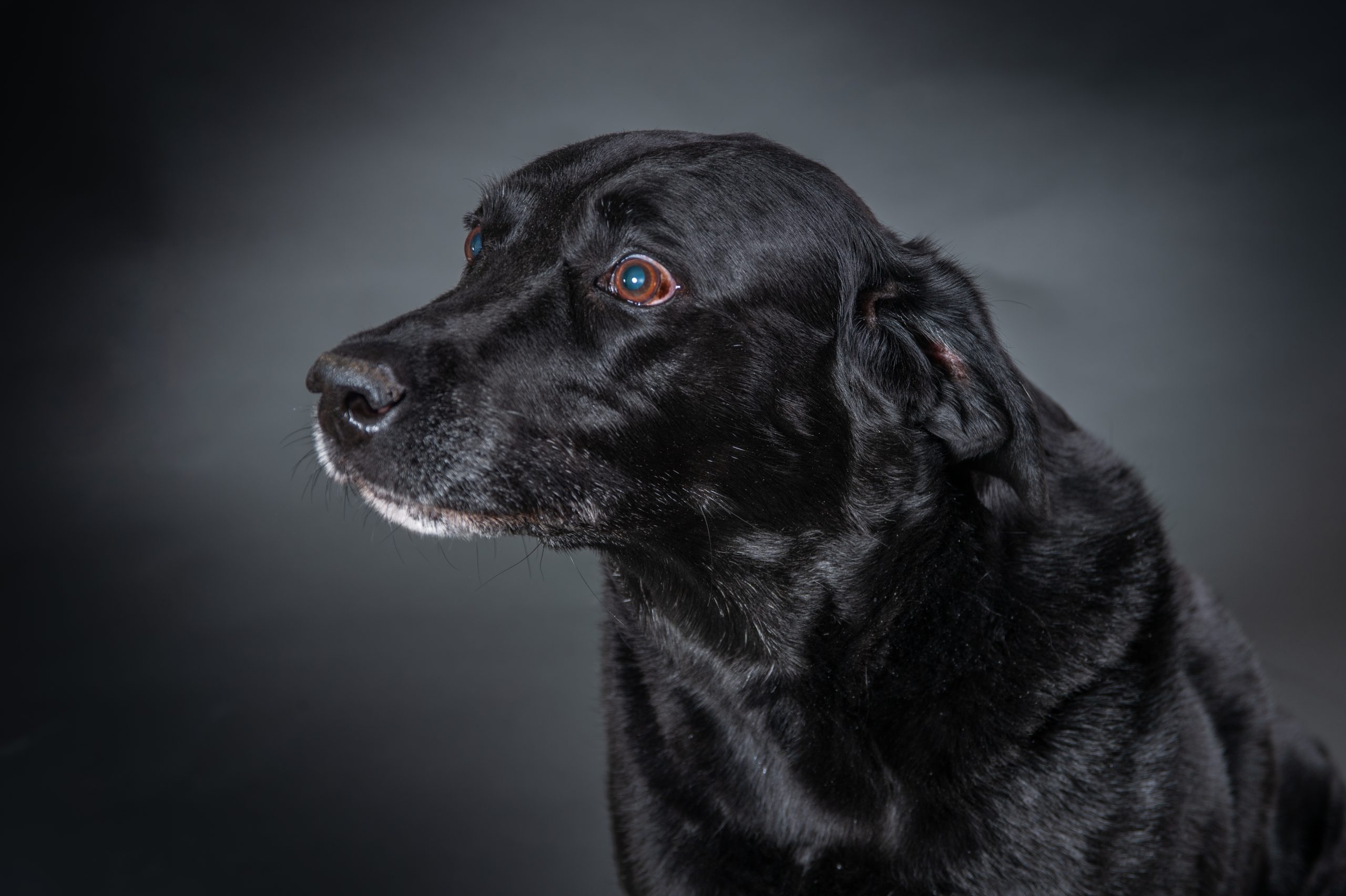 Black labador dog with brown eyes looking to left