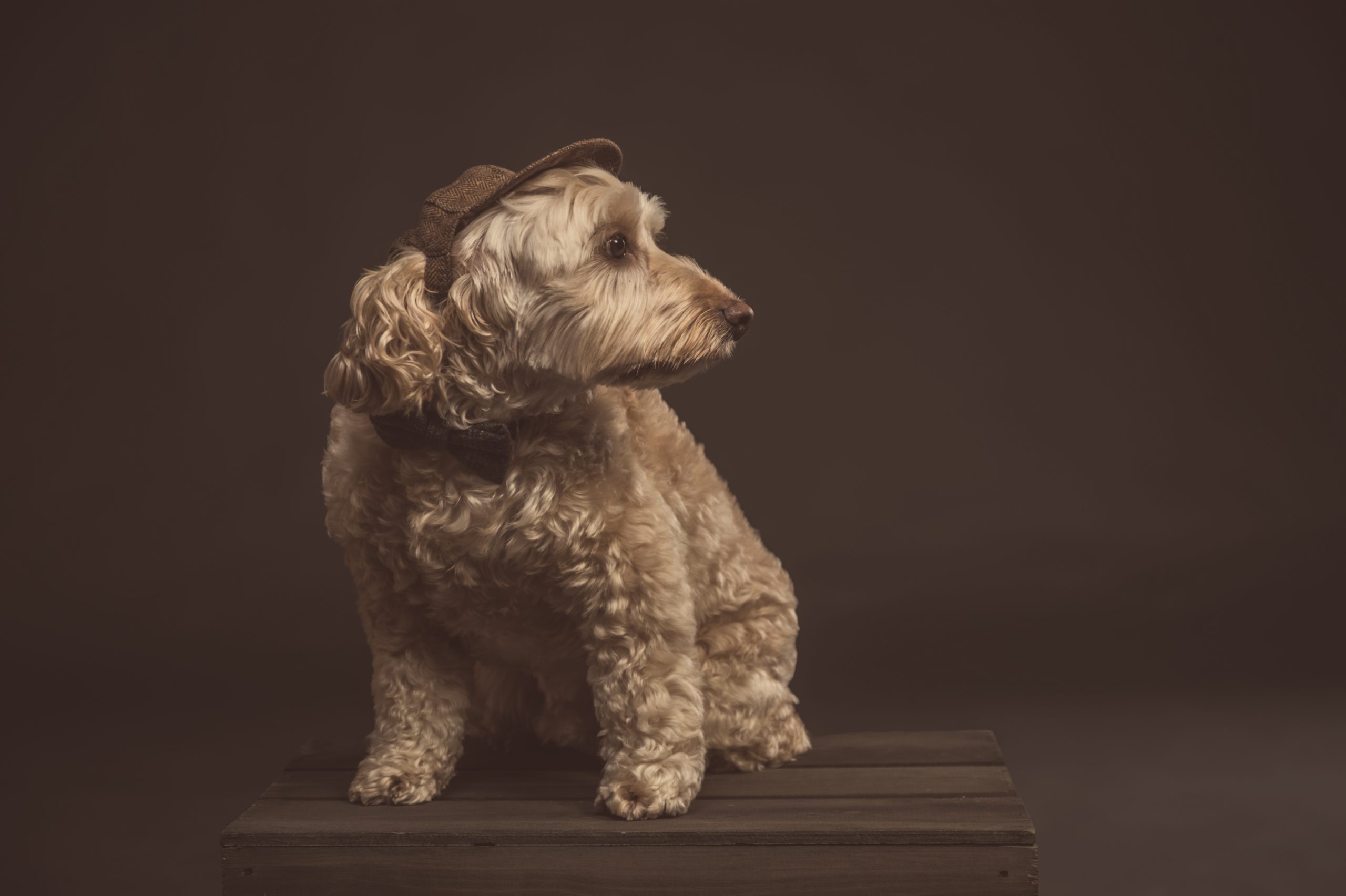 Cute cockapoo wearing a hat