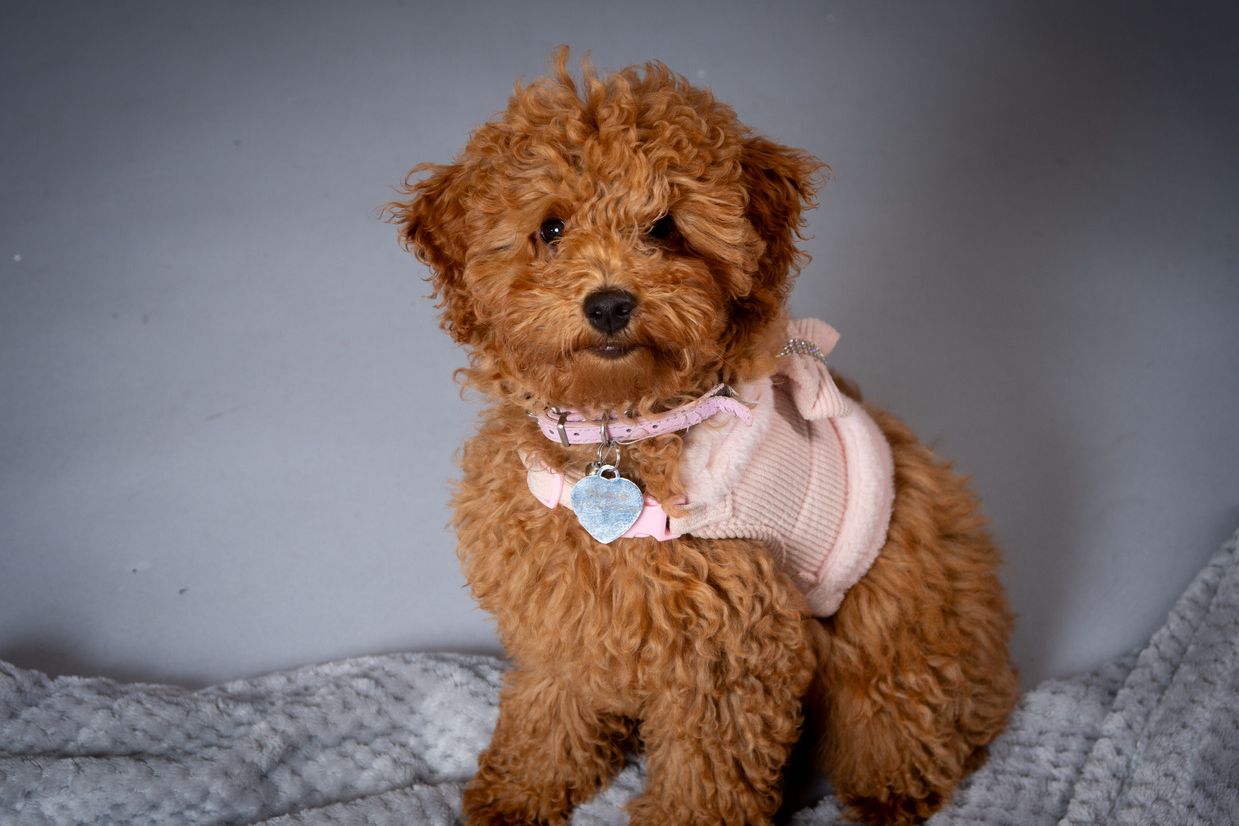 cute cockopoo pup wearing pink sweater