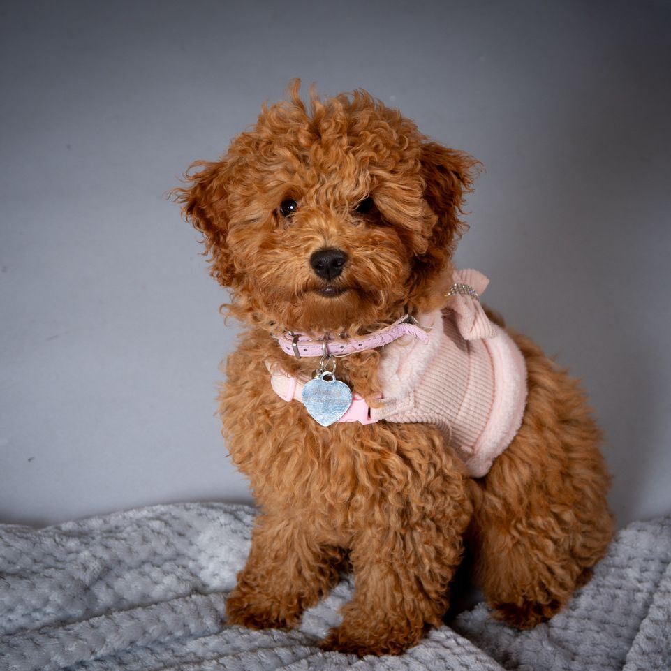 cute cockopoo pup wearing pink sweater