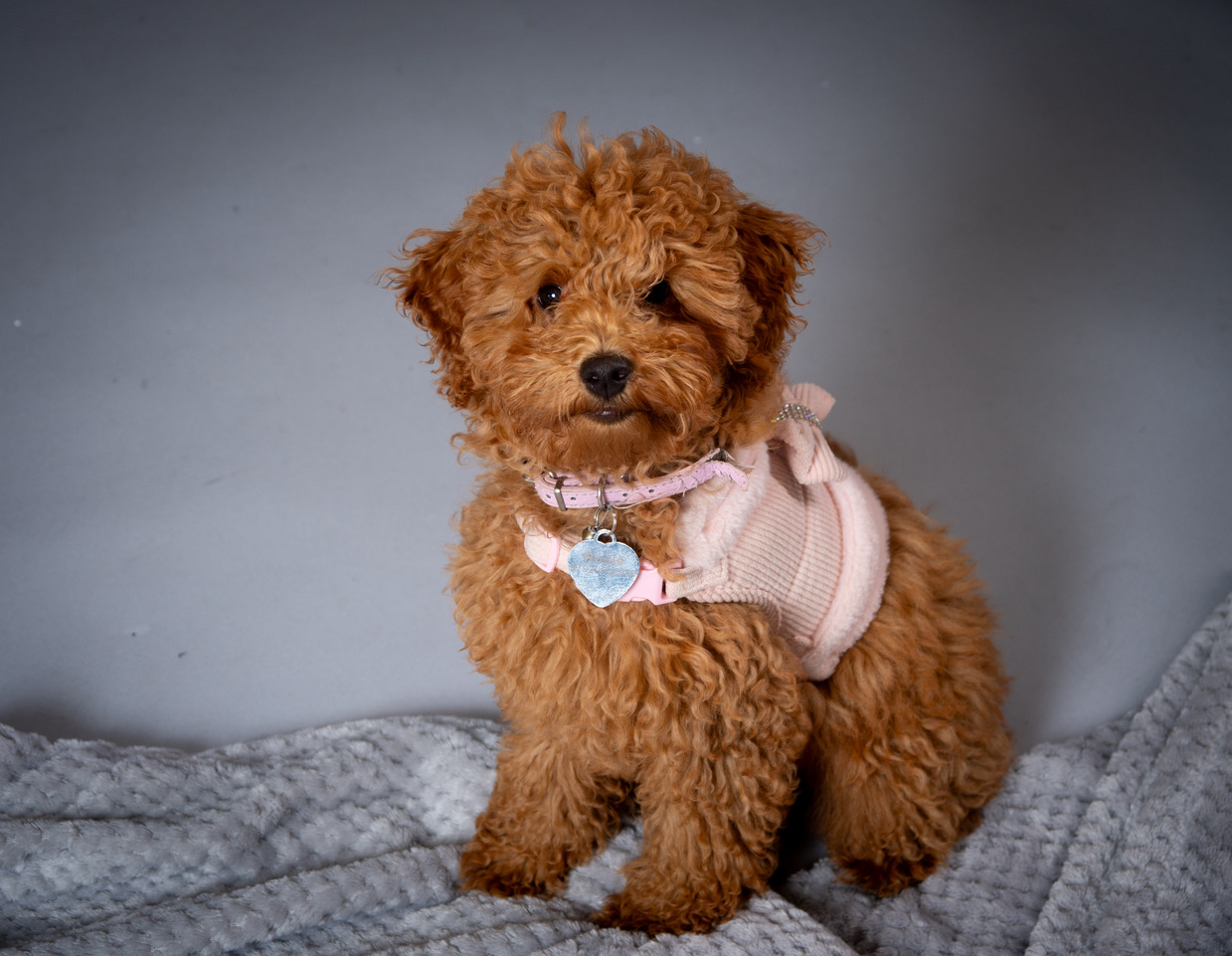cute cockopoo pup wearing pink sweater